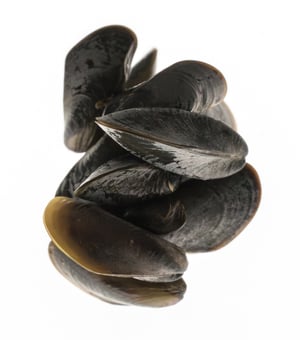 2025_07_09_NS_0077_Golden_Mussels_Studio-2