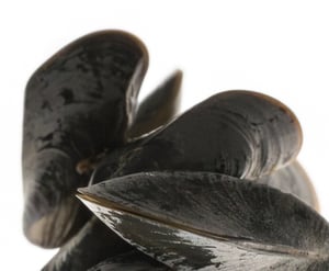 2025_07_09_NS_0077_Golden_Mussels_Studio_Crop-2