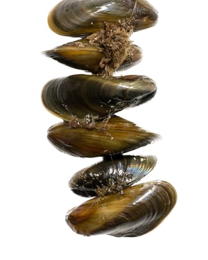 2025_07_23_NS_0117_Golden_Mussels_Studio-1
