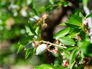 approach-plant-health-1