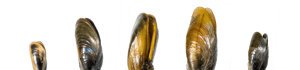 line_of_mussels_cropped