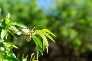 pillars-plant-health