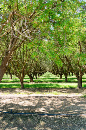 plant-health-supporting-crops